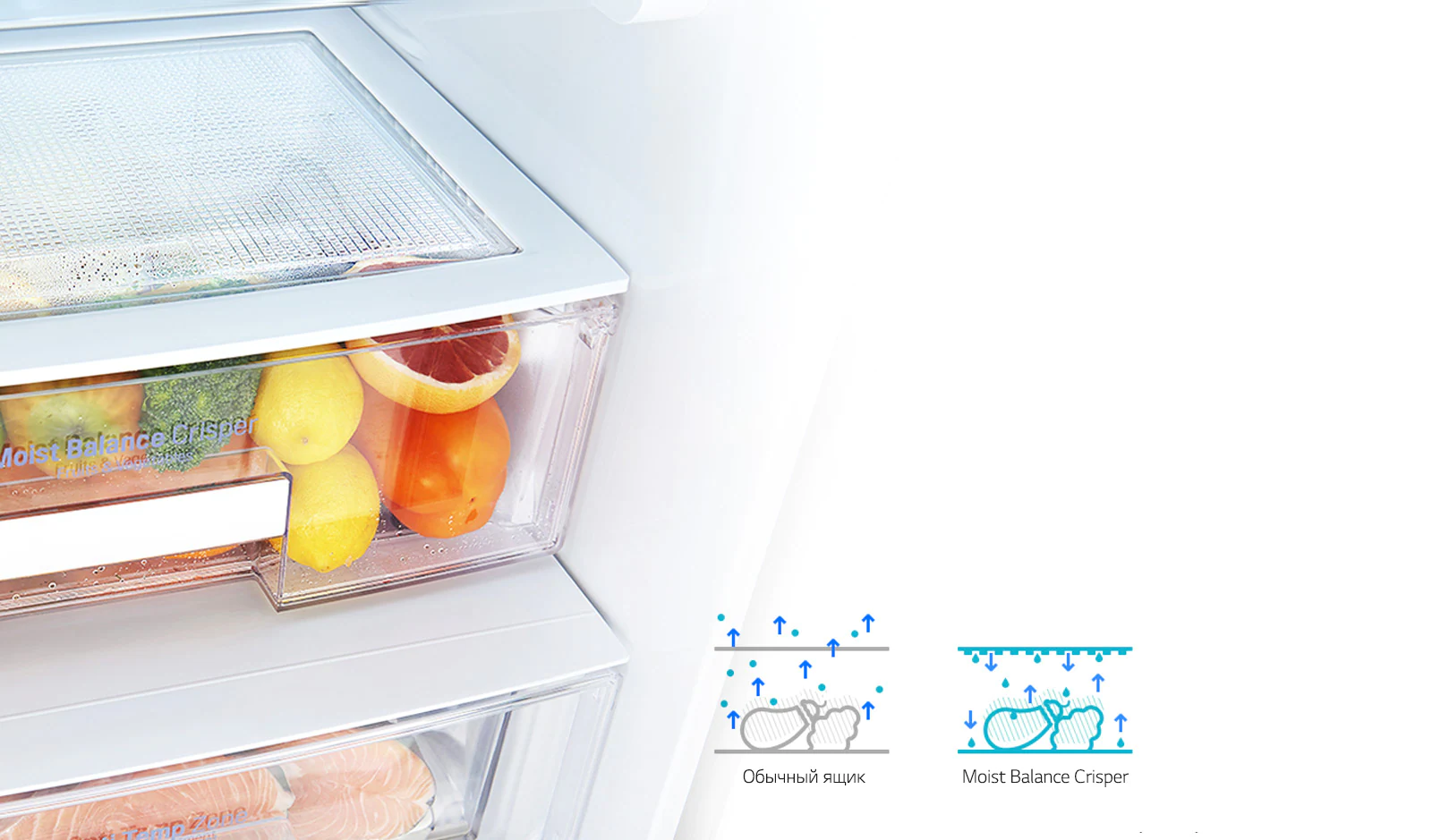 Moist Balance Crisper*1